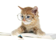娱乐吃瓜猫的作品,一只猫的趣味乡村生活