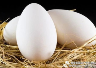孕妇可以吃鹅蛋吗