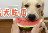 娱乐吃瓜蛋仔名字大全,蛋仔派对名字大全揭晓