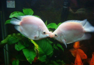 接吻鱼,神秘水族中的浪漫传奇