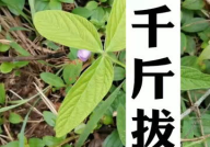 药材知识,药材知识概览