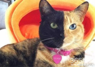 娱乐吃瓜君猫神,揭秘猫神背后的神秘故事