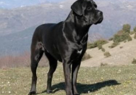 卡斯罗犬价格,品种、血统与市场行情全解析